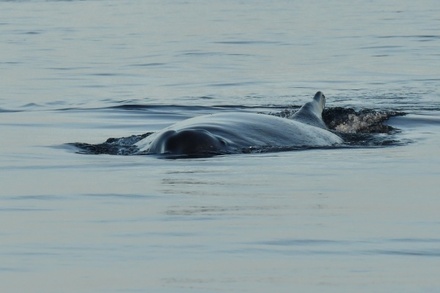 Спасатели рассказали о состоянии заплывшего на мель кита в Хабаровском крае