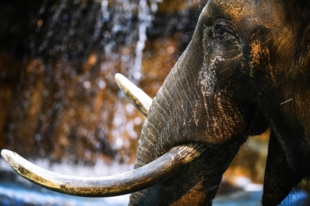 В Национальном парке в ЮАР слон убил браконьера