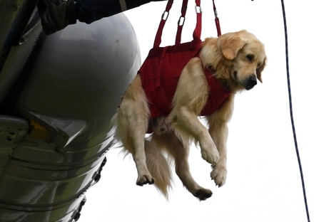 Заслуженный спасатель РФ объяснил принцип выбора пород собак-спасателей