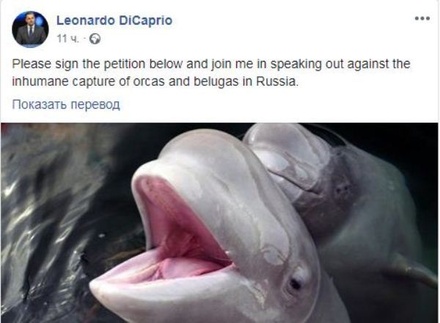 Леонардо Ди Каприо присоединился к петиции в защиту косаток в Приморье