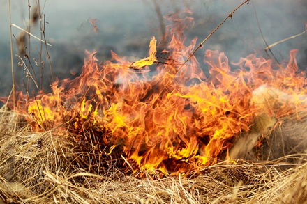 В трёх регионах России ввели режим ЧС из-за лесных пожаров