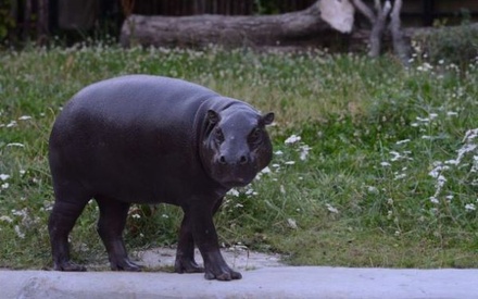 В Московском зоопарке впервые за 30 лет появится бегемот