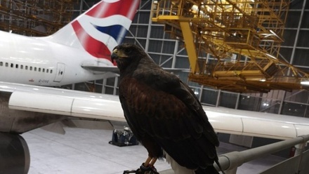В Лондоне похитили ястреба, охранявшего аэропорт Хитроу