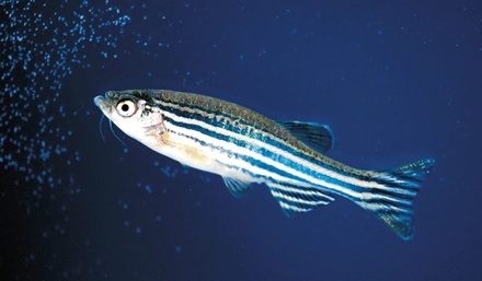 Уральские биологи обнаружили у пресноводных рыб феномен отчаяния