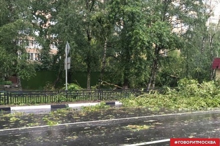 Ураган порвал провода и повалил деревья в Москве и Подмосковье