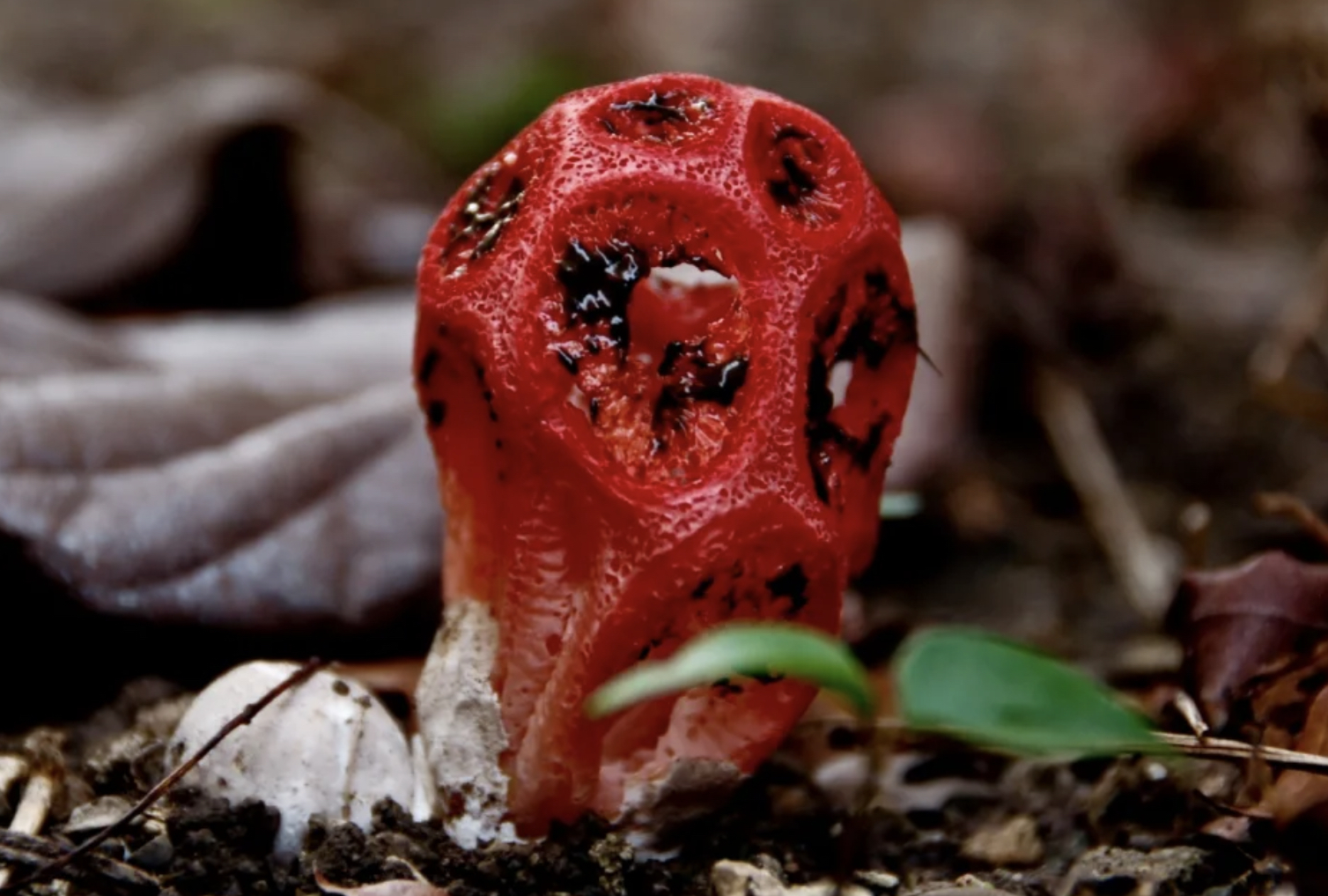 Ужасный цвет. Решеточник красный. Решёточник красный гриб. Решеточник красный (Clathrus ruber). Clathrus ruber гриб.